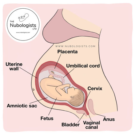 Anatomy of pregnancy and preparing for a vaginal delivery