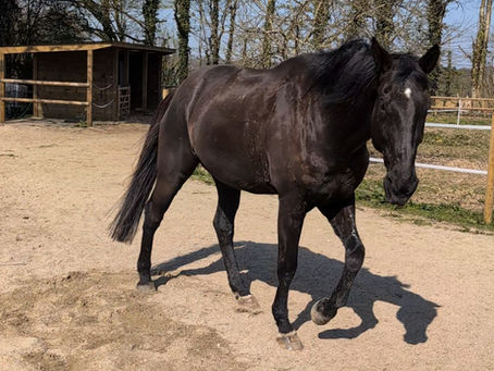 Equicoaching Normandie : lieux, publics et conseils pour une expérience réussie