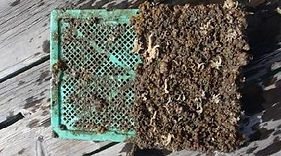 20131119 防汚試験結果 120日経過  (香川水試提供)Ⅲ.JPG.jpg