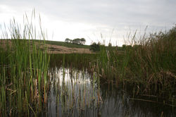 Acid pond in South West England