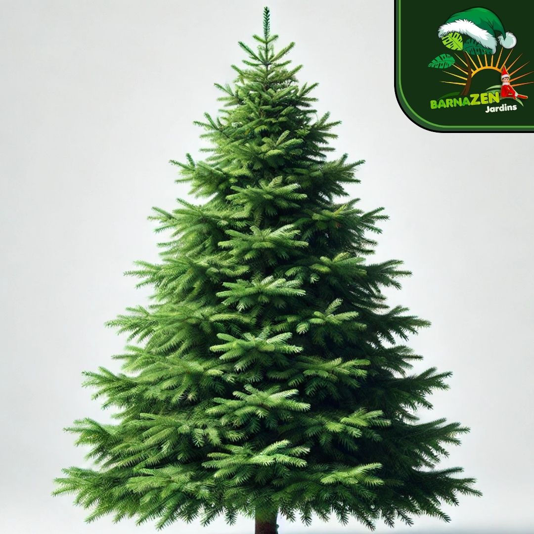 Abeto de Navidad Natural