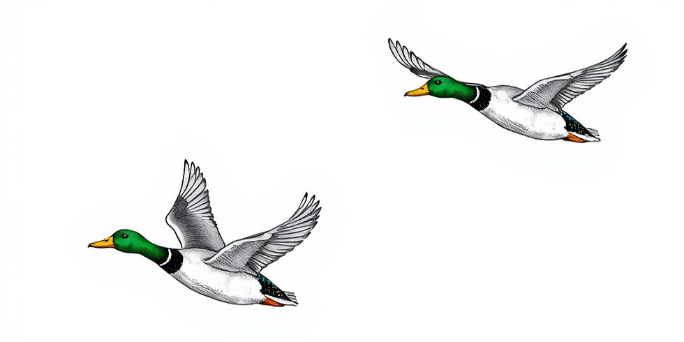 a drawing of 4 mallard ducks flying _edited.jpg