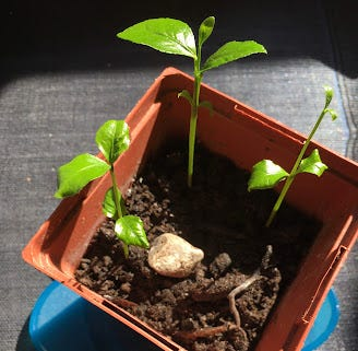 Lemon Seeds