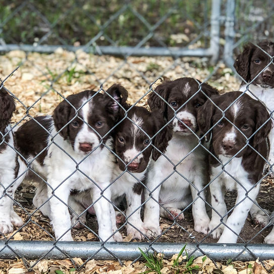 Springer Puppies Available!!