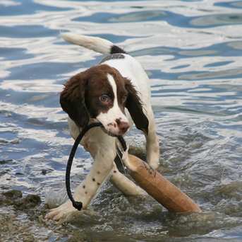 springer spaniel in the water with a bumper