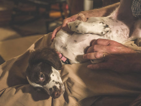 springer spaniel puppy
