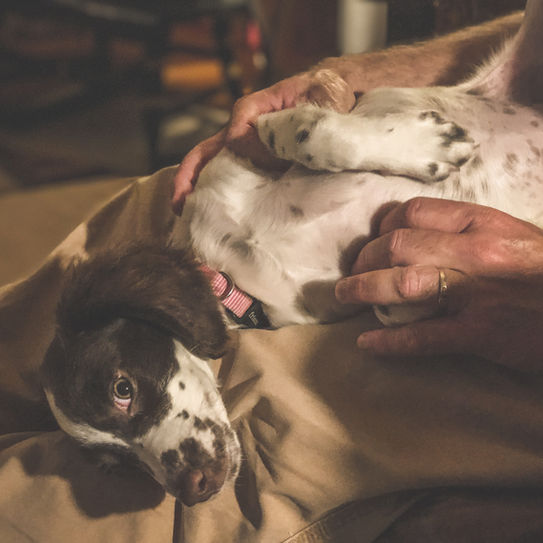 springer spaniel puppy