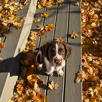 spring spaniel puppy