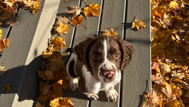 spring spaniel puppy