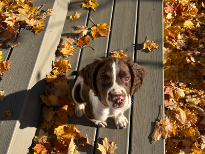 spring spaniel puppy
