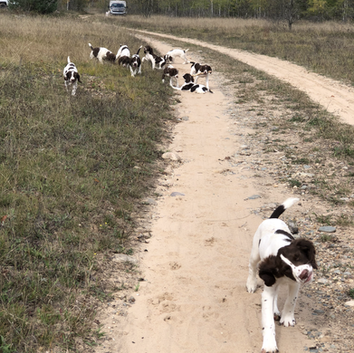 Puppies Having Fun! 