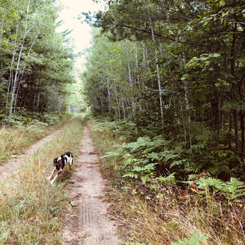 Spaniel Training In The Woods!