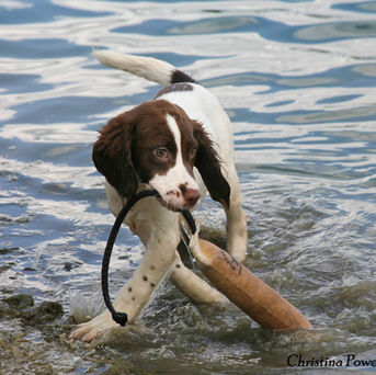 SIMPLE RETRIEVING AND BIRD INTRODUCTION