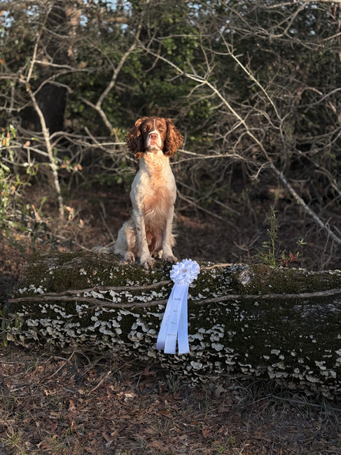 Two talented Dudley sons are recognized for their placements at the Stillwater Field Trial, with Chance earning first place and Simon earning fourth.