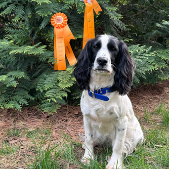 Two Paws Up: The Success of Tea Cupper Louise & Amie at the Spaniel Hunt Test, and Jeff & Frasier Shine at the Field Trial.