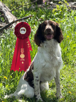 Successful First Field Trial With Young Springer Spaniels