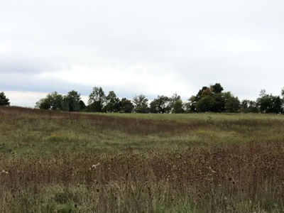 Field Trial Dogs Should Hunt