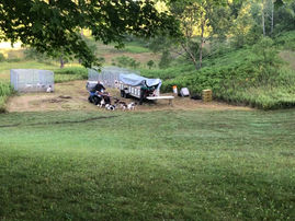 Conditioning The Dogs In MI!!