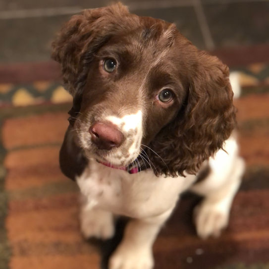 Developing Your Spaniel ~Creating A Problem-Solver!
