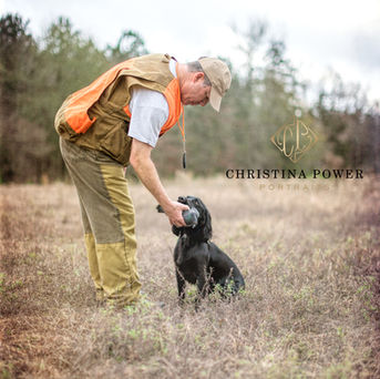 working spaniel delivering a training retrieve to hand.