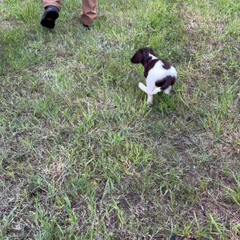 Tilly X Chance Springer Spaniel Puppies ~ 8 Weeks Old