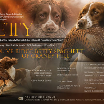 Betty springer spaniel