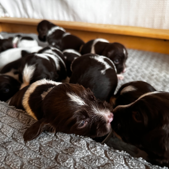 Tilly x Chance Puppies-Watching Them Grow!