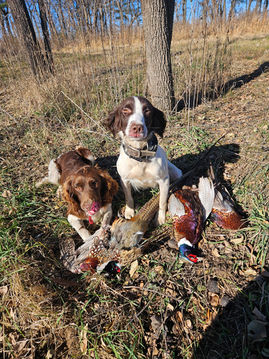 Flush the springer spaniel and Shannon