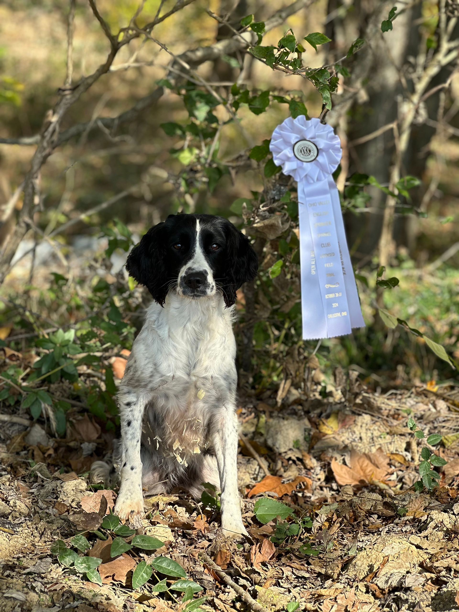 Springer Spaniel Dessa