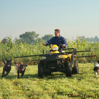 conditioning gun dogs
