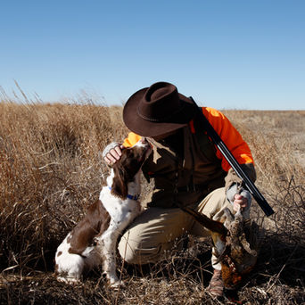 Springer Spaniel Lil