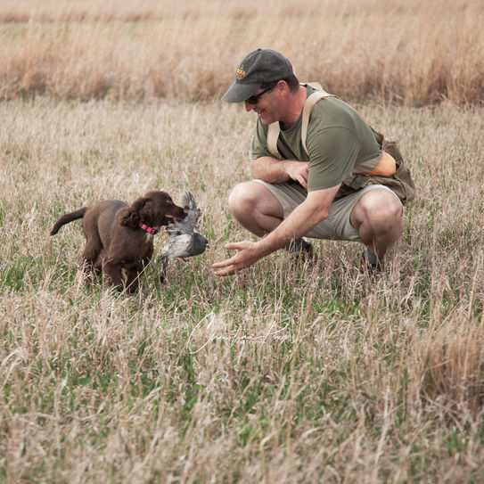 English Cocker Spaniel Retrieving