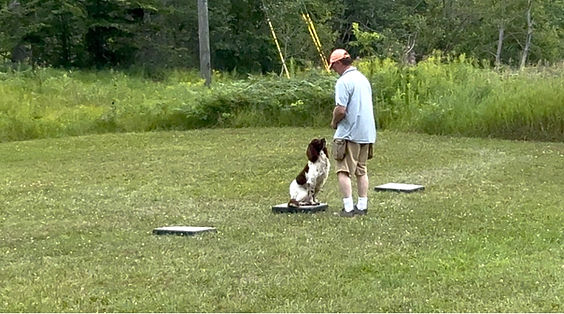 Springer spaniel Buzz