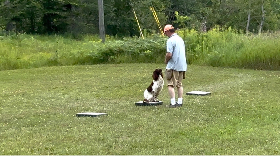 Springer spaniel Buzz