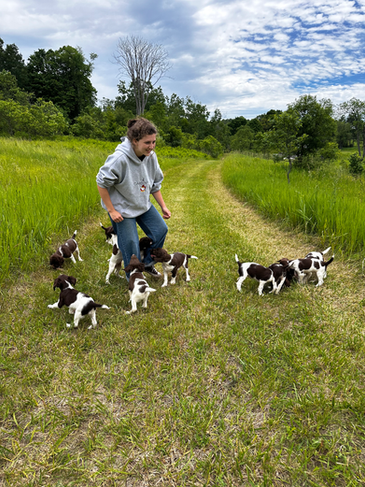 leah with springer spaniel puppies