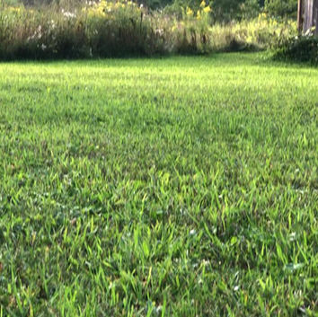Operant Conditioning With A Cocker Spaniel Puppy.