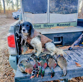 Waylon the hunting cocker spaniel
