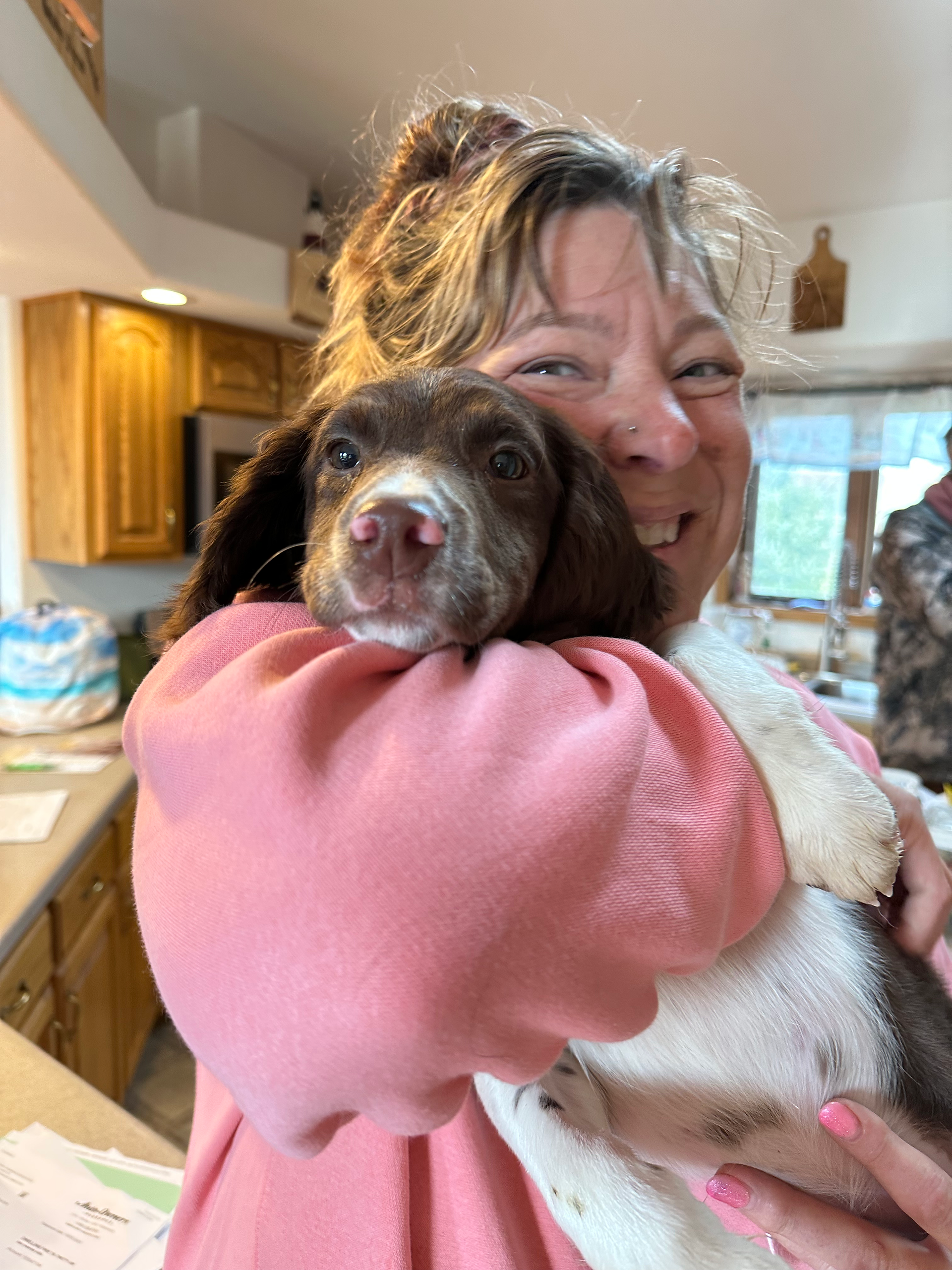 springer spaniel puppy