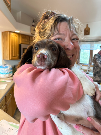 springer spaniel puppy