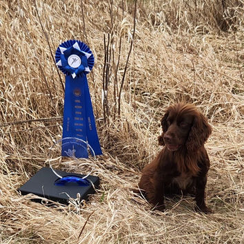 English Cocker Spaniel
