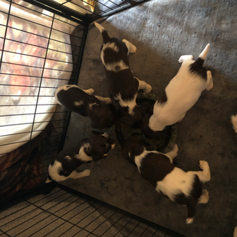 "5 Weeks In: The Growth of Tilly x Chance Springer Spaniels Puppies"