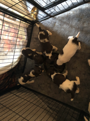 Springer Spaniel Puppies