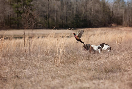 spaniel_flushing_pheasant_3.PNG