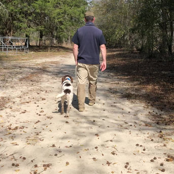 heeling a springer spaniel