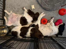Sleeping springer spaniel puppies