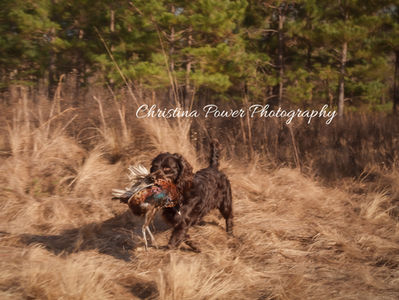 Boykin Spaniel with Pheasant
