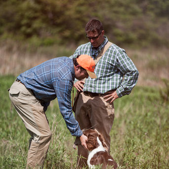 springer spaniel in the field-Todd Agnew