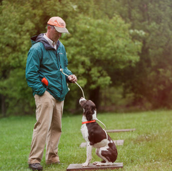Todd working with a springer spaniel