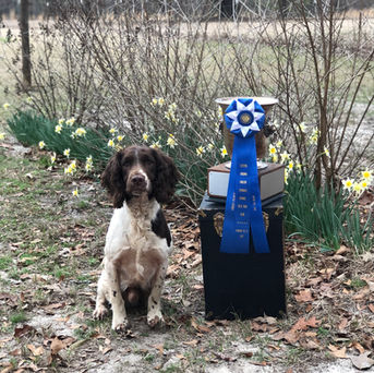 DJ Wins Virginia Open Field Trial!