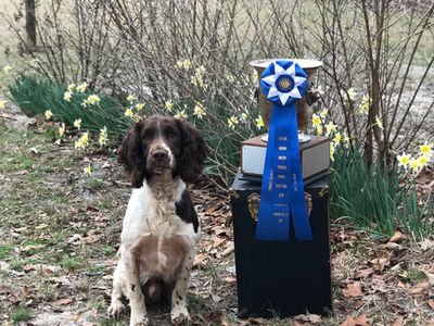 DJ Wins Virginia Open Field Trial!
